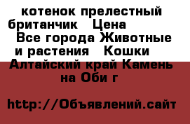 котенок прелестный британчик › Цена ­ 12 000 - Все города Животные и растения » Кошки   . Алтайский край,Камень-на-Оби г.